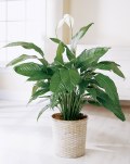 tropical plants for the home