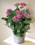 blooming plants for the home or office